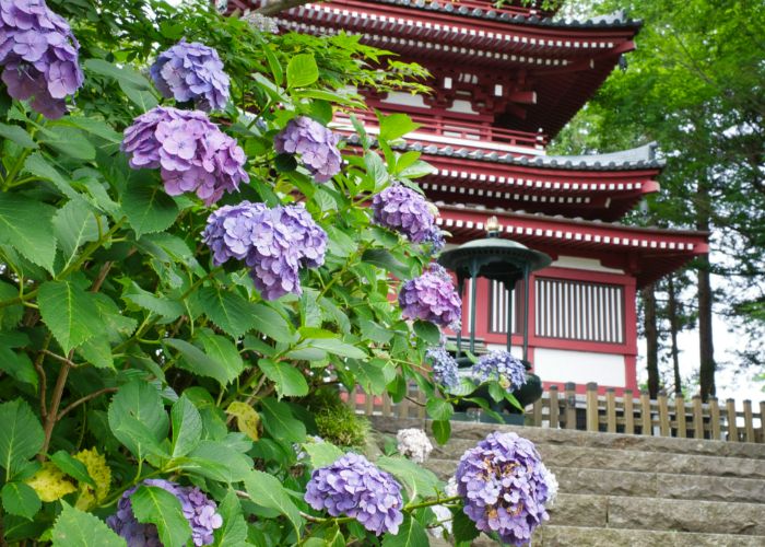 Hondoji Temple in Chiba can be seen in the background, partially covered by blooming hydrangeas.